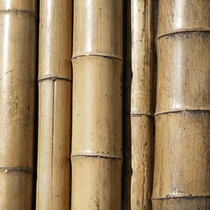 Bamboo -- lengths and widths